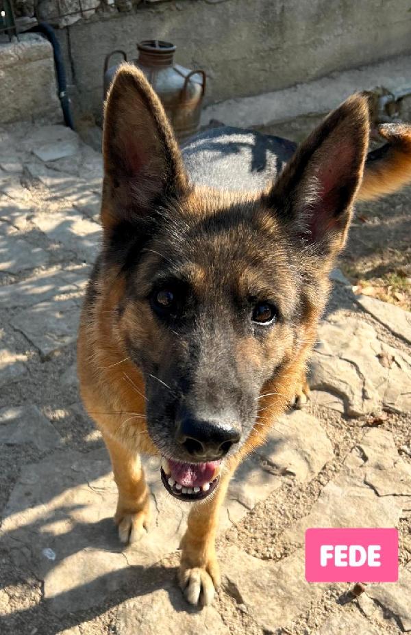 FEDERICA PASTORE TEDESCO Foto 6